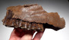 FOSSIL MAXILLA OF A EUROPEAN ICE AGE STEPPE WISENT BISON PRISCUS WITH ORIGINAL MOLAR TEETH *LMX219