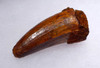 LARGE FINEST UNBROKEN 2 INCH CROCODILE FOSSIL FANG TOOTH FROM THE CRETACEOUS *CROC078