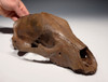 ULTRA RARE URSUS ARCTOS ICE AGE FOSSIL BROWN BEAR SKULL FROM CENTRAL EUROPE *LMX180