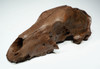 ULTRA RARE URSUS ARCTOS ICE AGE FOSSIL BROWN BEAR SKULL FROM CENTRAL EUROPE *LMX180