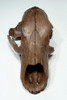 ULTRA RARE URSUS ARCTOS ICE AGE FOSSIL BROWN BEAR SKULL FROM CENTRAL EUROPE *LMX180