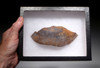 EXTREMELY RARE PARTIAL CARAPACE SHELL OF A DINOSAUR ERA TURTLE HAMADACHELYS FROM NORTH AFRICA *TUR001