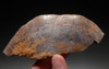 EXTREMELY RARE PARTIAL CARAPACE SHELL OF A DINOSAUR ERA TURTLE HAMADACHELYS FROM NORTH AFRICA *TUR001