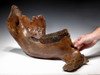 WOOLLY MAMMOTH JAW WITH MOLAR TEETH IN FINEST PRESERVATION *LMX187