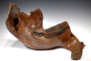 WOOLLY MAMMOTH JAW WITH MOLAR TEETH IN FINEST PRESERVATION *LMX187