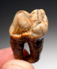 SUPERB AUSTRIAN CAVE BEAR FOSSIL PREMOLAR TOOTH WITH FULL ROOT FROM THE FAMOUS DRACHENHOHLE DRAGONS CAVE *LMX238