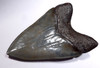 FINEST LARGE INVESTMENT QUALITY MEGALODON SHARK TOOTH 4.8 INCH WITH BRONZE AND STEEL BLUE ENAMEL *SH6-412