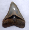 INVESTMENT GRADE MEGALODON 4.6 INCH FOSSIL SHARK TOOTH WITH AMAZING COLOR *SH6-413