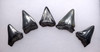 SET OF FIVE GREAT WHITE FOSSIL SHARK CARCHARIAS TEETH *SHX058