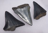 SET OF THREE FOSSIL GREAT WHITE SHARK TEETH FROM THE MIOCENE PLIOCENE PERIOD *SHX068