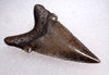 COLLECTOR GRADE AURICULATUS PREHISTORIC SHARK TOOTH *SHX069