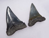 TWO PREHISTORIC MAKO ISURUS SHARK FOSSIL TEETH FROM THE LOWER JAW *SHX064