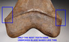 COLLECTOR GRADE SPOTTED PEARLESCENT COPPER BROWN 4.65 INCH MEGALODON SHARK TOOTH *SH6-364