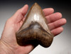 COLLECTOR GRADE SPOTTED PEARLESCENT COPPER BROWN 4.65 INCH MEGALODON SHARK TOOTH *SH6-364