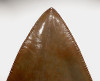 COLLECTOR GRADE 3.5 INCH COPPER RED MEGALODON SHARK TOOTH FROM THE LOWER JAW *SH6-340