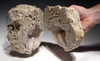 ULTRA-RARE LARGE  "ICE CAVE" COMPLETE FOSSIL CORAL COLONY GEODE WITH QUARTZ CRYSTALS - BEST OF THE COLLECTION *PCOR001