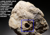 ULTRA-RARE LARGE  "ICE CAVE" COMPLETE FOSSIL CORAL COLONY GEODE WITH QUARTZ CRYSTALS - BEST OF THE COLLECTION *PCOR001