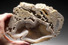 ULTRA-RARE LARGE  "ICE CAVE" COMPLETE FOSSIL CORAL COLONY GEODE WITH QUARTZ CRYSTALS - BEST OF THE COLLECTION *PCOR001