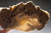 ULTRA-RARE LARGE  "ICE CAVE" COMPLETE FOSSIL CORAL COLONY GEODE WITH QUARTZ CRYSTALS - BEST OF THE COLLECTION *PCOR001