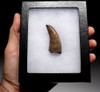SUPREME QUALITY 2.4 INCH TYRANNOSAURUS T REX TOOTH FROM MONTANA *DT18-099