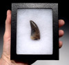 UNIQUELY COLORED TYRANNOSAURUS REX 2.3 INCH TOOTH WITH NO REPAIR OR RESTORATION -DT18-103