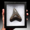 COLLECTOR INVESTMENT MEGALODON TOOTH FOR SALE