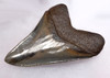 COLLECTOR INVESTMENT MEGALODON TOOTH FOR SALE