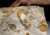 STUNNING GIANT MASS EXTINCTION OCEAN FOSSIL WITH AMMONITES BELEMNITES AND PREHISTORIC OYSTERS *AMX390