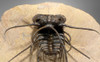 SUPREME CERATONURUS SPINY TRILOBITE WITH EXPOSED MOUTH AND SPINES *TRX276