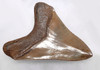 INVESTMENT GRADE 3.8 INCH MEGALODON SHARK TOOTH WITH RED AND GOLD CREAM ENAMEL *SH6-388