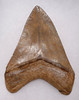 COLLECTOR GRADE ORANGE PEARL 4 INCH MEGALODON SHARK TOOTH WITH SHARP TIP AND SERRATIONS *SH6-302