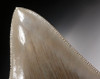 PEARL WHITE 4.5 INCH MEGALODON SHARK TOOTH WITH CHOICE PRESERVATION *SH6-257