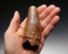 MONSTER-SIZE 4.6 INCH SPINOSAURUS DINOSAUR TOOTH NEARLY 2 INCHES THICK *DT5-184