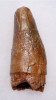 MONSTER-SIZE 4.6 INCH SPINOSAURUS DINOSAUR TOOTH NEARLY 2 INCHES THICK *DT5-184