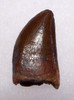 CHOICE GRADE UNBROKEN 1.3 INCH DELTADROMEUS DINOSAUR TOOTH *DT11-026