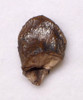 RARE FINEST GRADE AVACERATOPS DINOSAUR TOOTH WITH UNWORN CROWN *DT19-050