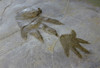 EXTREMELY RARE 9 FOOT LONG CHIROTHERIUM TRIASSIC FOSSIL TRACKWAY WITH HAND PRINT AND FOOTPRINT IMPRESSIONS *FP003