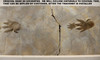 EXTREMELY RARE 9 FOOT LONG CHIROTHERIUM TRIASSIC FOSSIL TRACKWAY WITH HAND PRINT AND FOOTPRINT IMPRESSIONS *FP003