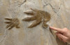 EXTREMELY RARE 9 FOOT LONG CHIROTHERIUM TRIASSIC FOSSIL TRACKWAY WITH HAND PRINT AND FOOTPRINT IMPRESSIONS *FP003