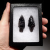 TWO PRE-COLUMBIAN TRANSLUCENT TANGED OBSIDIAN ARROWHEAD PROJECTILE POINTS *PC240