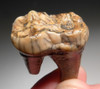 CAVE BEAR FOSSIL MOLAR TOOTH WITH FULL ROOT FROM THE FAMOUS DRACHENHOHLE DRAGONS CAVE IN AUSTRIA  *LM40-170