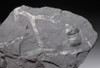 DEVONIAN SEA SCORPION EURYPTERID PARAHUGHMILLERIA WITH PLANT FOSSILS FROM GERMANY *EUR008