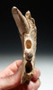 FOSSIL SEA LION JAW WITH TEETH FROM SHARK TOOTH HILL CALIFORNIA  *MVX003