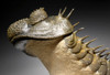 TRX323 - BI-COLORED FINEST GRADE GOLD AND BLACK SPINY DROTOPS ARMATUS TRILOBITE FOSSIL WITH FREE-STANDING SPINES