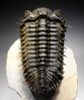 TRX323 - BI-COLORED FINEST GRADE GOLD AND BLACK SPINY DROTOPS ARMATUS TRILOBITE FOSSIL WITH FREE-STANDING SPINES