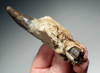15 MILLION YEAR SEA LION ALLODESMUS JAW FOSSIL WITH LARGE FANG TOOTH FROM CALIFORNIA *MVX002