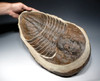 RARE LARGE UNDESCRIBED TRILOBITE IN CONCRETION *TRX-020