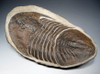 RARE LARGE UNDESCRIBED TRILOBITE IN CONCRETION *TRX-020