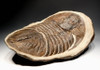 RARE LARGE UNDESCRIBED TRILOBITE IN CONCRETION *TRX-020