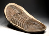 RARE LARGE UNDESCRIBED TRILOBITE IN CONCRETION *TRX-020